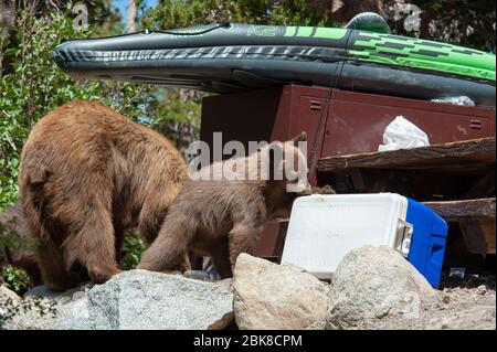 Ein amerikanisches Schwarzbär-Junge sucht und sucht auf einem Campingplatz in Lake George in Mammoth Lakes California nach Nahrung Stockfoto