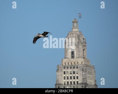 Brauner Pelikan im Flug mit dem Louisiana State Capitol im Hintergrund, wie von Port Allen, Louisiana, USA aus gesehen. Stockfoto