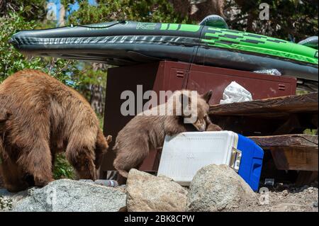 Ein amerikanisches Schwarzbär-Junge sucht und sucht auf einem Campingplatz in Lake George in Mammoth Lakes California nach Nahrung Stockfoto