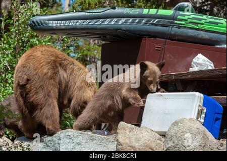 Ein amerikanisches Schwarzbär-Junge sucht und sucht auf einem Campingplatz in Lake George in Mammoth Lakes California nach Nahrung Stockfoto