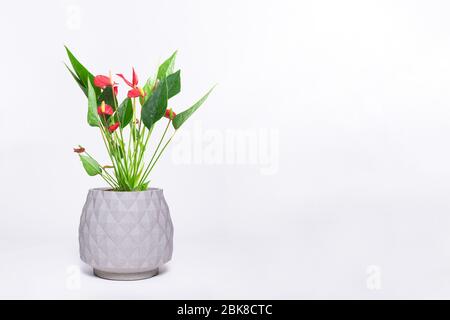Schönes Antarium, das in einem Topf blüht, der auf Farbhintergrund isoliert ist Stockfoto