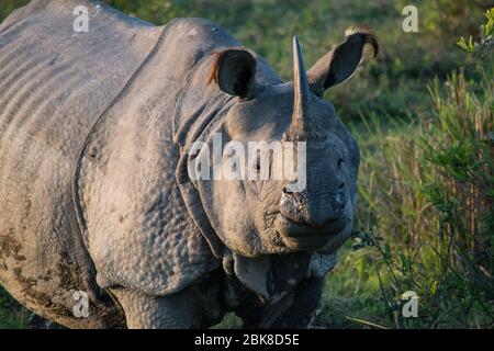 Ein indisches Nashorn im Kaziranga Nationalpark Stockfoto