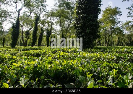 Typische Teeplantage in Assam in der Nähe des Kaziranga Nationalparks Stockfoto