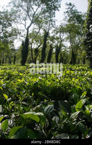 Typische Teeplantage in Assam in der Nähe des Kaziranga Nationalparks Stockfoto