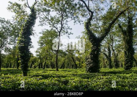 Typische Teeplantage in Assam in der Nähe des Kaziranga Nationalparks Stockfoto