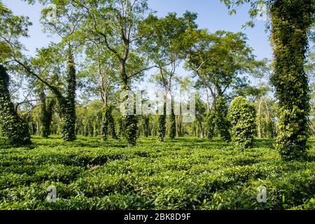 Typische Teeplantage in Assam in der Nähe des Kaziranga Nationalparks Stockfoto