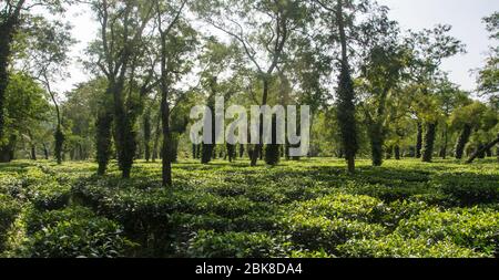 Typische Teeplantage in Assam in der Nähe des Kaziranga Nationalparks Stockfoto