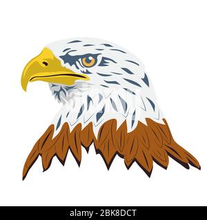 Porträt eines Weißkopfseeadlers lat. haliaeetus leucocephalus, isoliert auf weißem Hintergrund. Vektor Stock Vektor