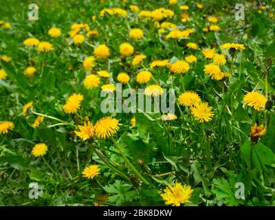 Viel Löwenzahn (auf Latein: Taraxacum officinale) blüht auf der Wiese Anfang Mai, Nahaufnahme Stockfoto