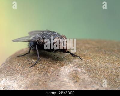 Gewöhnliche Blowfly oder Flaschenfliege (Calliphora vicina), die ihre Vorderbeine auf nassem Fels im Regen aufstöhnt. Delta, British Columbia, Kanada. Wichtige Fliege sp Stockfoto