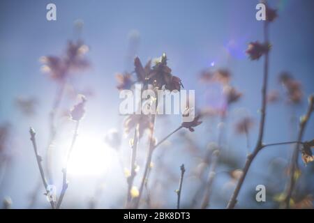 Verwischte Zweige des Busches am blauen Himmel mit Sonnenhinterleuchtung und Bokeh während der Frühlingszeit Stockfoto