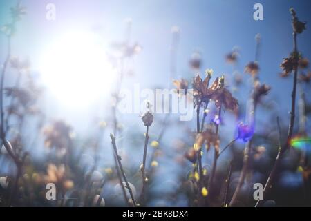 Verwischte Zweige der Buchse mit Hintergrundbeleuchtung, Bokeh und Streulicht während der Frühlingszeit Stockfoto