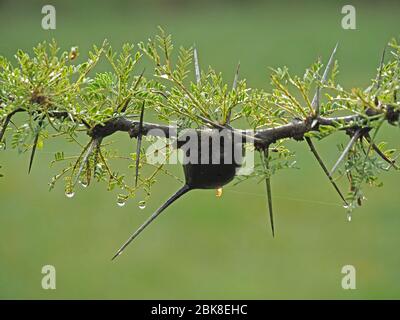 galle und Dornen auf Pfeifdorn-Akazie (Vachellia drepanolobium oder Acacia drepanolobium), mit Wassertropfen auf frischem grünem Laub in Laikipia, Kenia Stockfoto