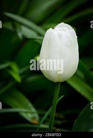Morgenregen tropft auf eine zarte, teilweise offene weiße Tulpenblüte Stockfoto