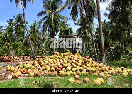 Kokosnussfarm mit großer Kokosnuss bereit für die Produktion. Große Stapel reifer sortierter Kokosnüsse für die Produktion von Öl und Zellstoff auf der Kokosnussfarm in Prachuap khi Stockfoto