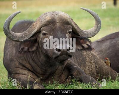 Rotschnabeler Ockerpecker auf dem alten Cape Buffalo (Syncerus caffer) mit massiven Hörnern auf den Ebenen von Ol Pejeta Conservancy, Laikipia, Kenia, Afrika Stockfoto