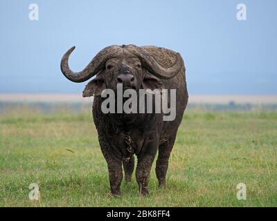 Cape Buffalo (Syncerus caffer) mit massiven Hörnern (einer gebrochen) steht trotzig auf den Ebenen von Ol Pejeta Conservancy, Laikipia, Kenia, Afrika Stockfoto