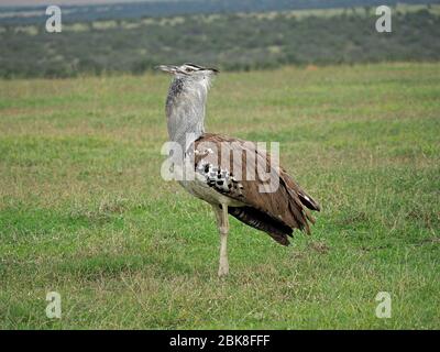 Beeindruckender Rüde Kori Bustard (Ardeotis kori) in Zuchtaufführungen auf Grünland von Ol Pejeta Conservancy,Laikipia,Kenia, Afrika Stockfoto