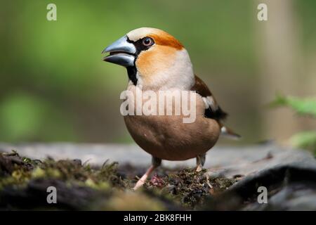 Ein Stumpf, sitzt auf einem alten Stumpf an einem Frühlingstag Stockfoto