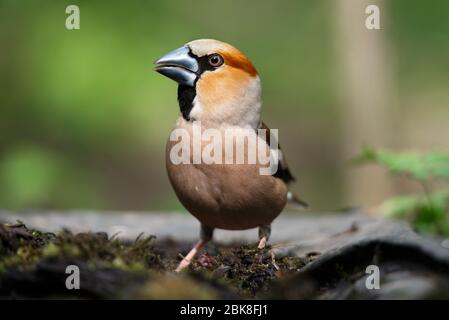 Ein Stumpf, sitzt auf einem alten Stumpf an einem Frühlingstag Stockfoto