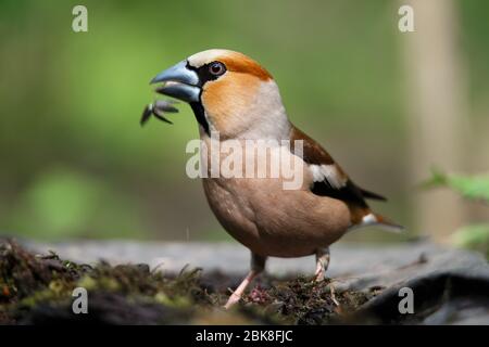 Ein Stumpf, sitzt auf einem alten Stumpf an einem Frühlingstag Stockfoto