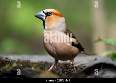 Ein Stumpf, sitzt auf einem alten Stumpf an einem Frühlingstag Stockfoto