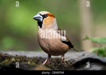 Ein Stumpf, sitzt auf einem alten Stumpf an einem Frühlingstag Stockfoto