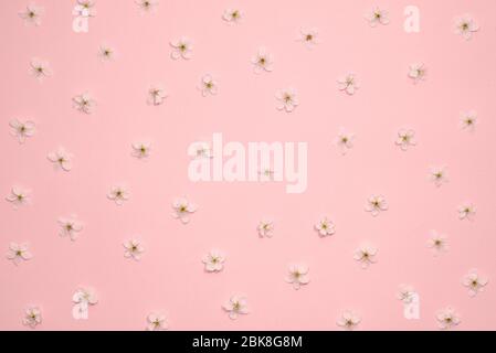 Living rosa Pastell Hintergrund aus Frühling Kirschblüten Blumen, kopieren Raum. Natürliche florale Rahmen Hintergrund. Draufsicht, flaches Lay. Valentinstag Stockfoto
