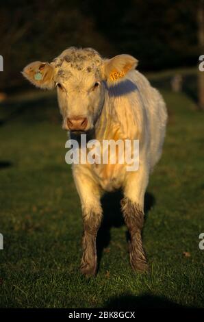 Frankreich, Moselle (57), Woustviller, reinrassige Kuh Charolais Stockfoto