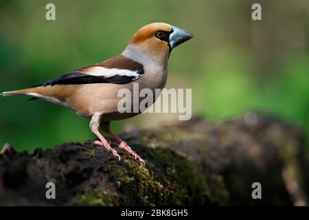 Ein Stumpf, sitzt auf einem alten Stumpf an einem Frühlingstag Stockfoto