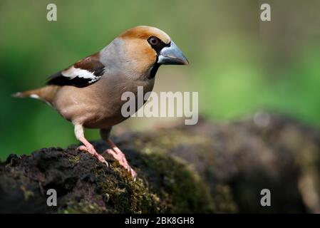 Ein Stumpf, sitzt auf einem alten Stumpf an einem Frühlingstag Stockfoto