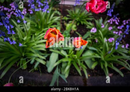 Eine schöne Mischung aus bunten Tulpen und Blaubellen in einem heimischen Blumengarten. Stockfoto