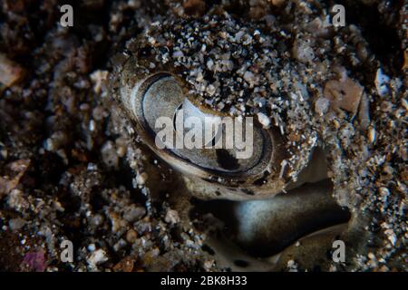 Detail des Auges eines Blaufleckigen Stachelrochen, Dasyatis kuhlii, der im vulkanischen Sand am Meeresboden der Lembeh-Straße, Indonesien, begraben ist. Stockfoto