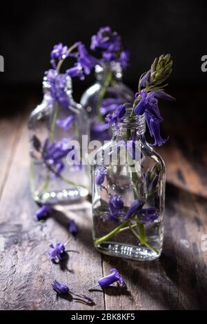 Lila Blumen in Glasflaschen.Glocke Wald Blumen.Tischdekoration.Frühling Blume. Stockfoto