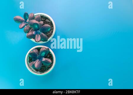 Zwei saftige Blüten in weißen Tassen auf blauem Hintergrund mit Kopierfläche. Pflanzen von oben. Stockfoto