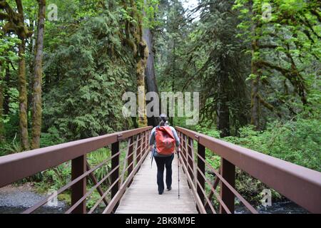 Menschen, die auf einem Pfad in der Nähe des Lake Crescent im Olympic National Park, Washington State, USA. Stockfoto