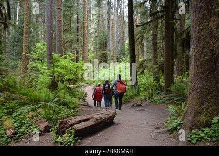 Menschen, die auf einem Pfad in der Nähe des Lake Crescent im Olympic National Park, Washington State, USA. Stockfoto