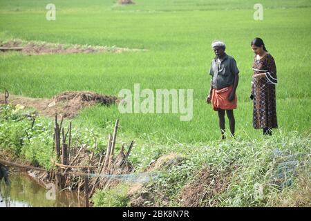 Landwirtschaft Bauer von Asien Reis Feld Arbeit Konzept.Bauern bauen Reis in der Regenzeit. Asiatische Farmer arbeiten auf Reis Feld im Freien in landwirtschaftlicher o Stockfoto