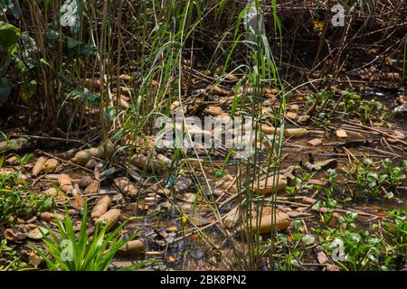 Plastikverschmutzung im Kelani Ganga River bei Colombo in Sri Lanka. Stockfoto