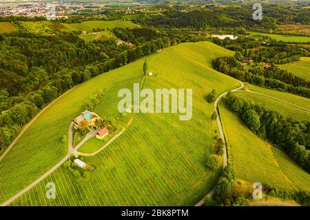 Österreich Weingärten Landschaft. Leibnitz Bereich in der Südsteiermark, Weinland Stockfoto