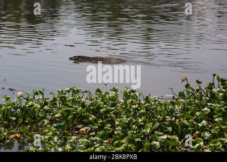Eine Eidechse, die im verschmutzten Wasser des Kelani Ganga River bei Colombo in Sri Lanka schwimmt. Stockfoto