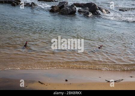 Plastikverschmutzung am Meeresstrand von Colombo in Sri Lanka. Stockfoto