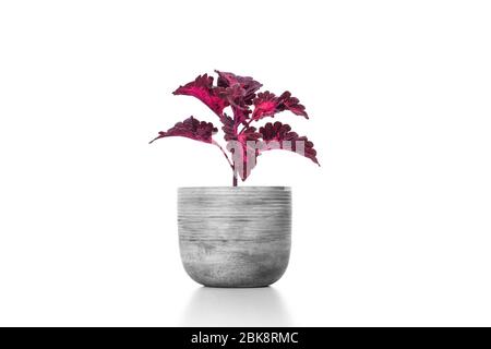 Schöne Zimmerpflanze coleus in Blumentopf in Zement Vase Topf isoliert auf weißem Hintergrund Stockfoto