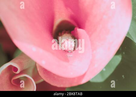 Rosa Calla Lilie geschlossen; japanischen Vintage-Stil Stockfoto