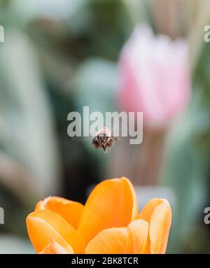 Gelbe Tulpe und Biene Stockfoto