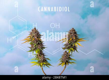 Hanfpflanze mit blühenden Blumen und CBD oder Cannabidiol chemische Formel über bue Himmel Hintergrund, medizinisches Marihuana-Konzept Stockfoto