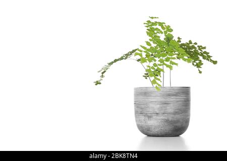 Adiantum raddianum Werk im Blumentopf auf weißem Hintergrund Stockfoto