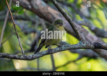 Eine weibliche oder unreife Malerpainted Bunting (Passerina ciris) auf einem Ast in Stuart, Florida, USA Stockfoto