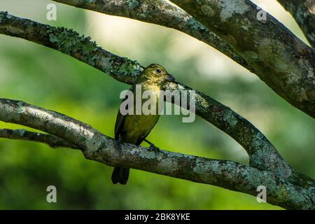 Eine weibliche oder unreife Malerpainted Bunting (Passerina ciris) auf einem Ast in Stuart, Florida, USA Stockfoto