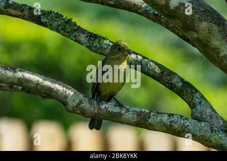 Eine weibliche oder unreife Malerpainted Bunting (Passerina ciris) auf einem Ast in Stuart, Florida, USA Stockfoto